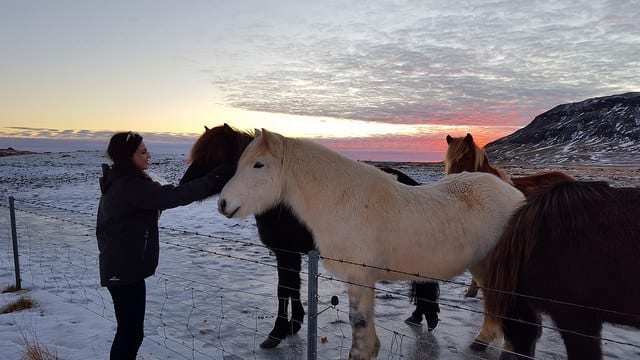 A photo of a girl feeding an Icelandic Horse at sunset
