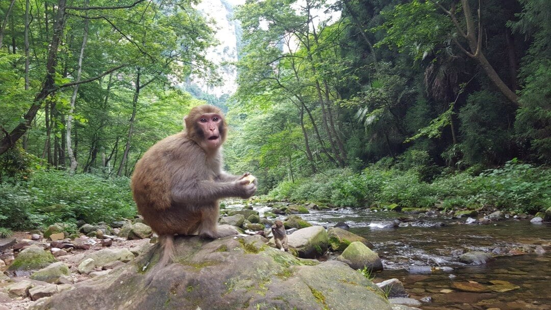 Avatar+Mountain+Wildlife+Monkey