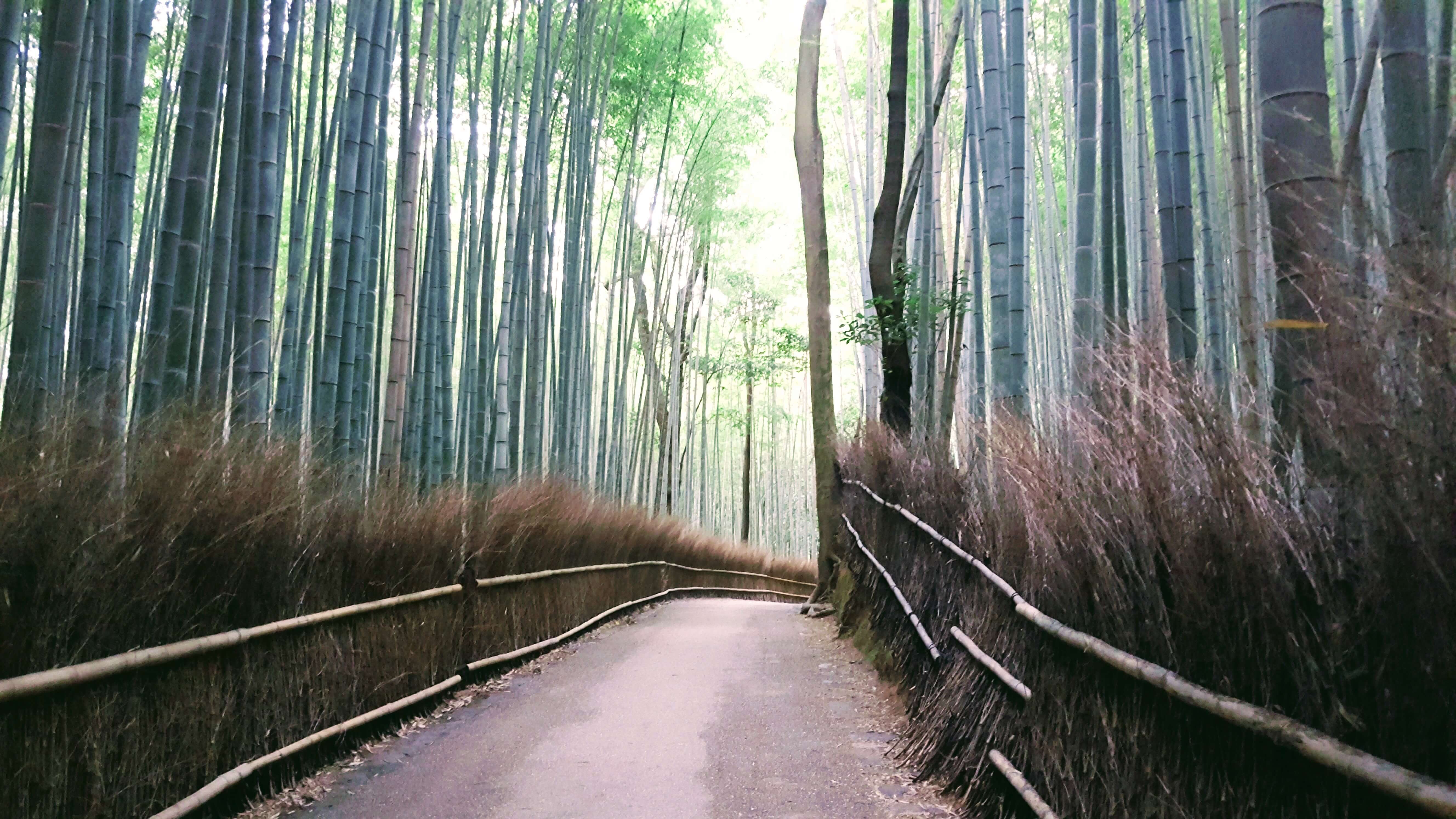 An-image-showing-the-best-things-to-do-in-kyoto-bamboo-grove
