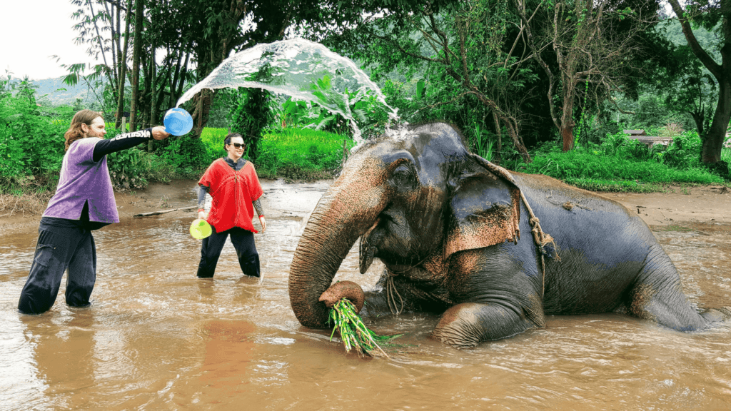 An-image-showing-washing-elephants-the-best-place-to-see-elephants-in-Chiang-Mai