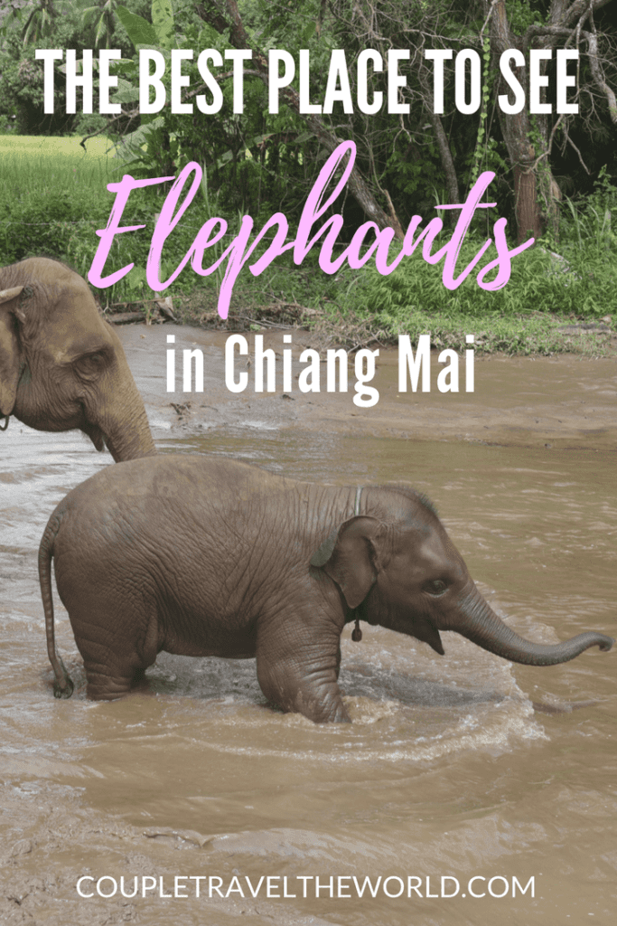 An-image-showing-a-mother-and-baby-elephant-at-Rantong-Chiang-Mai-the-best-place-to-see-elephants-in-Chiang-Mai