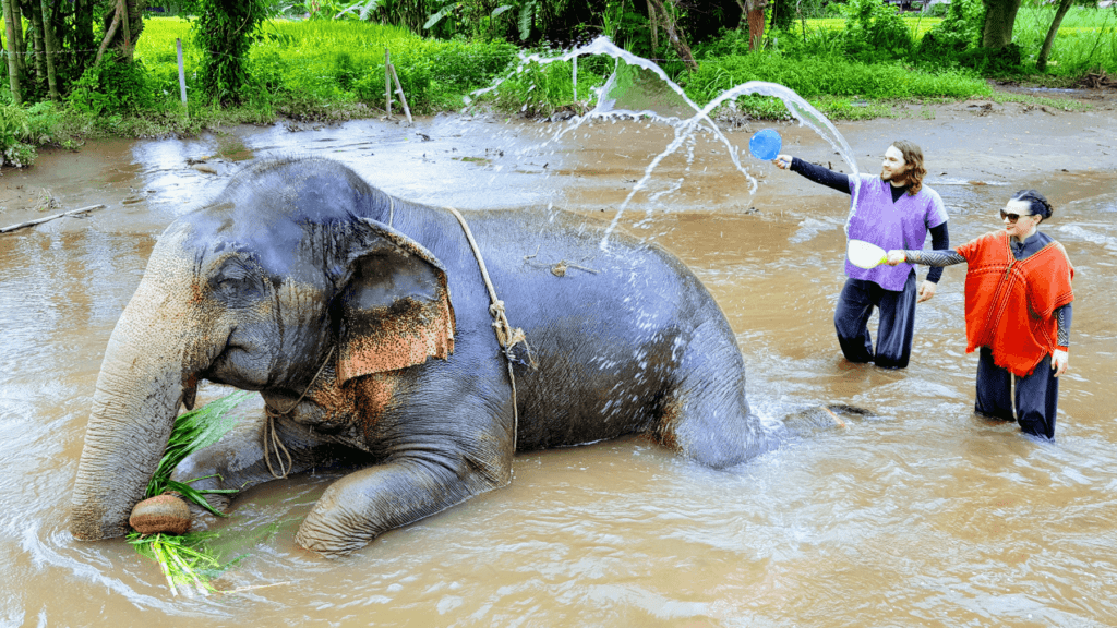 An-image-showing-the-best-elephant-santuary-chiang-mai