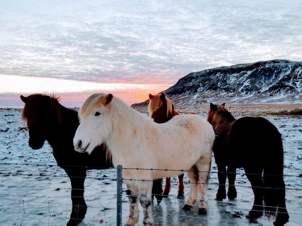 Icelandic-Horses-Golden-Circle-Iceland