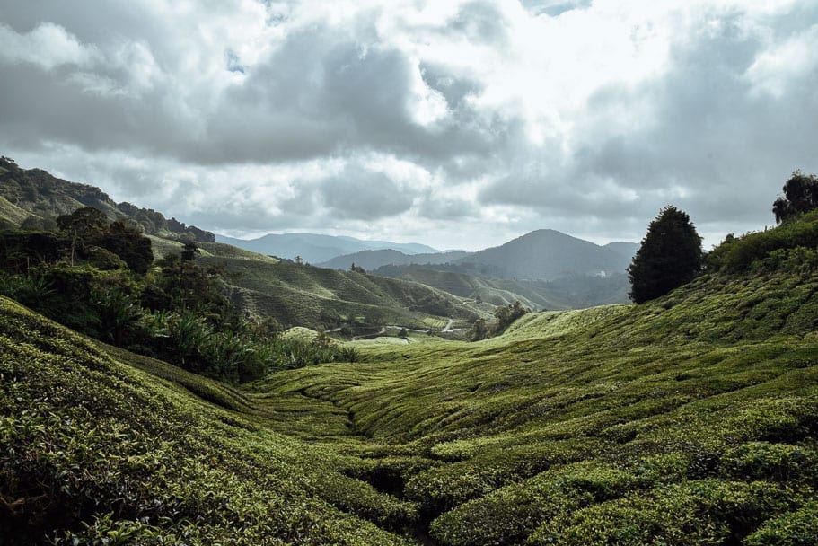 What to do Cameron Highlands