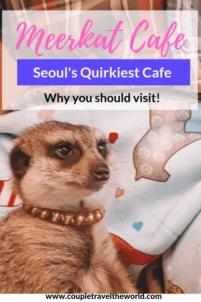Meerkat-Cafe-Seoul-Hongdae