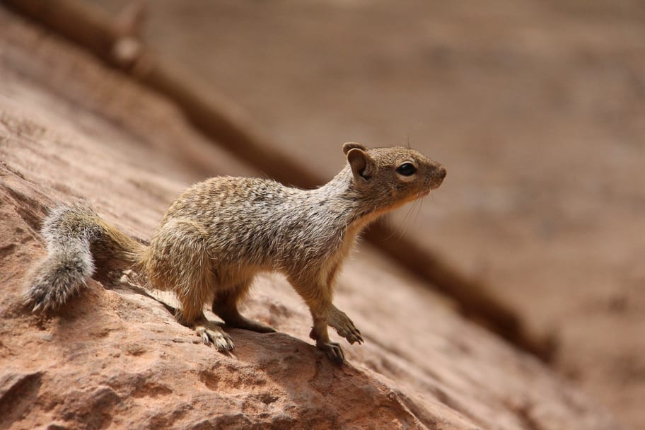 squirrel-zion-national-park
