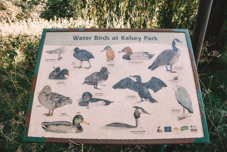 kelsey-park-birds