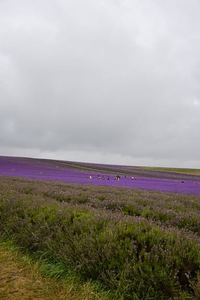 Hitchin-Lavender-Farm-England-near-Cambridge