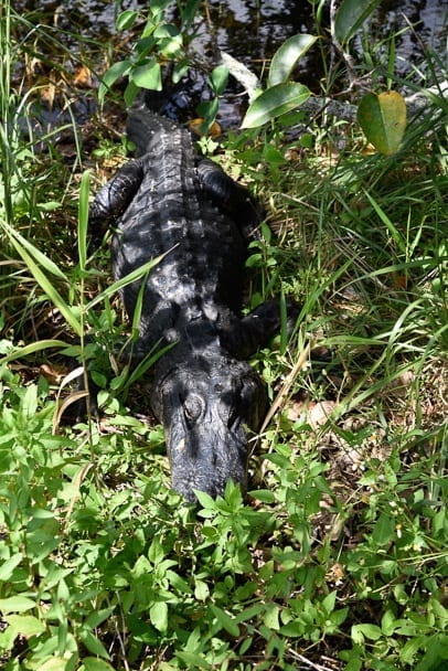 everglades-alligators