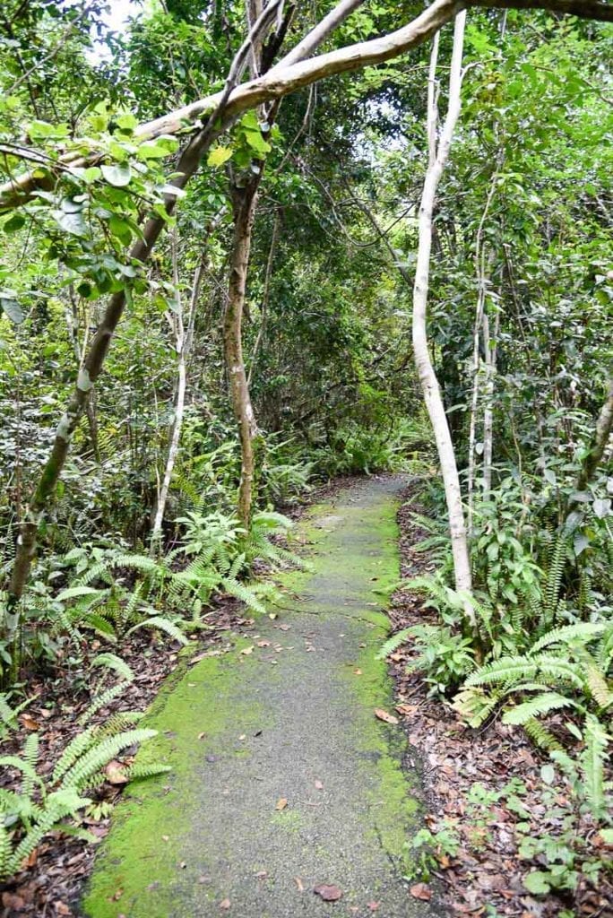 Gumbo-Limbo-trail-everglades-national-park