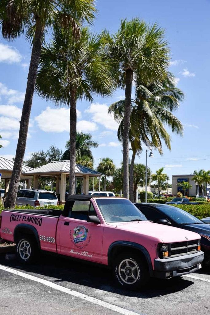 Pink-flamingo-Marco-Island