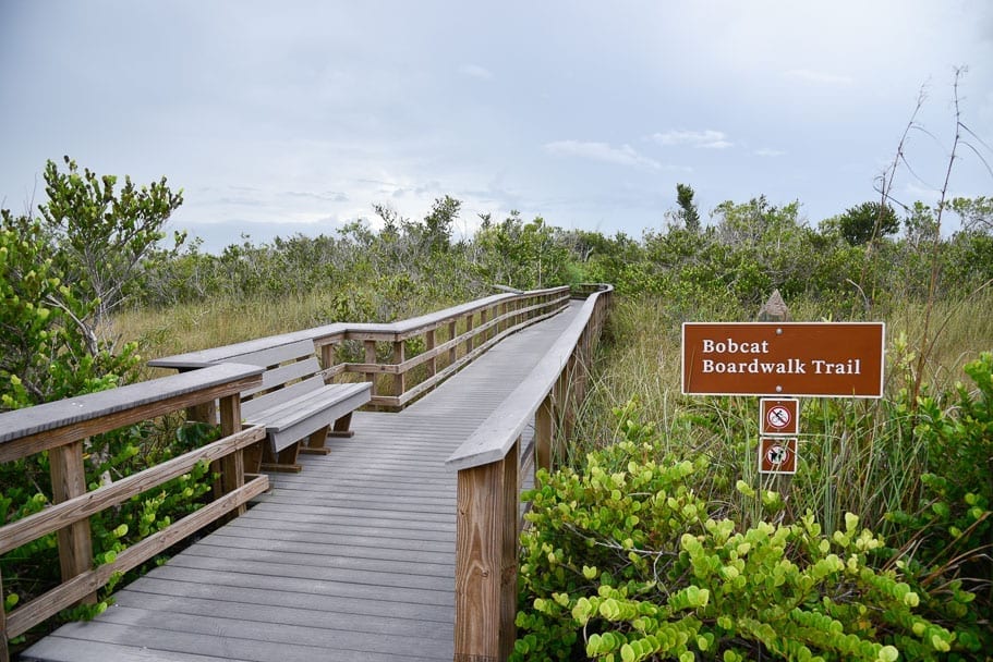 shark-valley-bobcat-boardwalk-traill