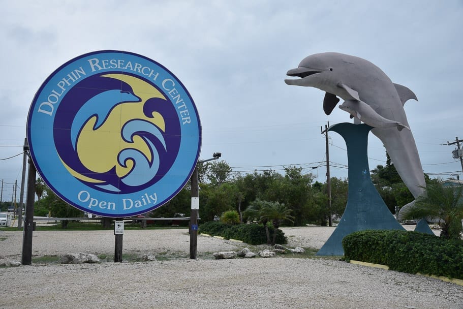 things-to-do-in-marathon-fl-dolphin-research-centre