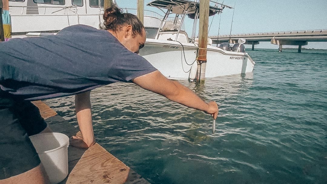 Fish-feeding-Robbies-Florida-Keys
