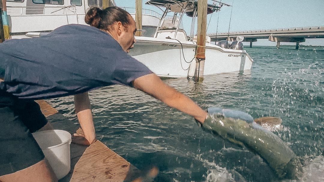 tarpon-feeding-gone-wrong