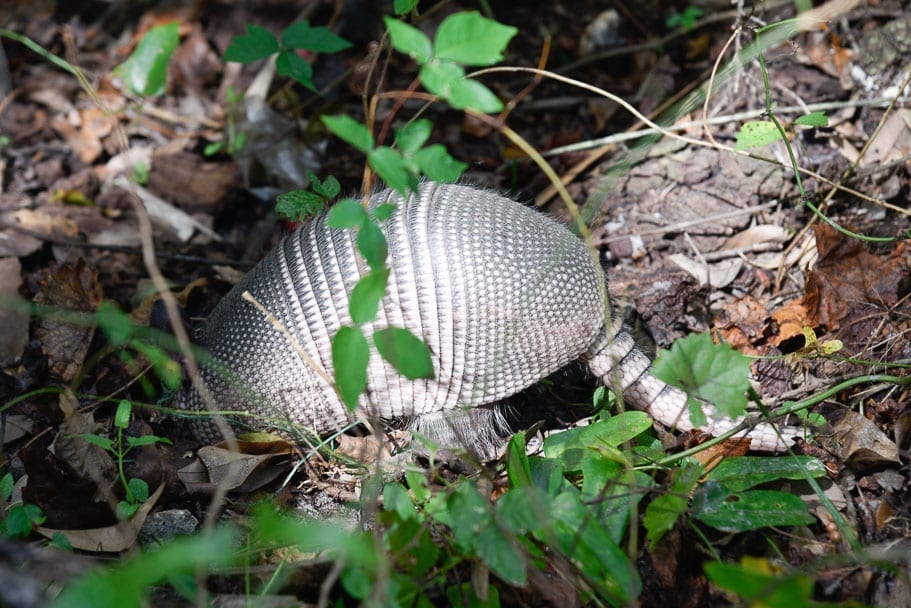 blue-springs-state-park-florida-wildlife