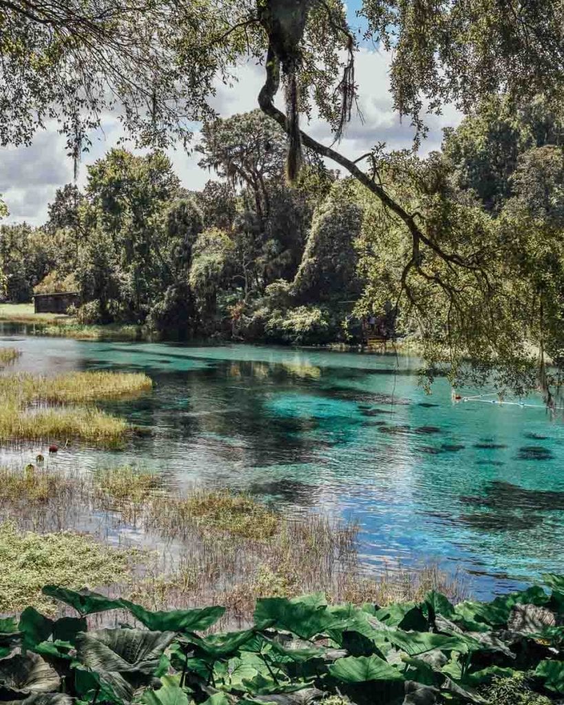 rainbow-springs-florida-manatees