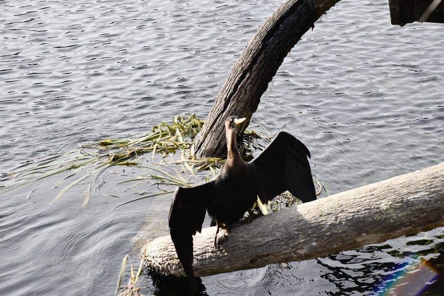 silver-springs-state-park-wildlife