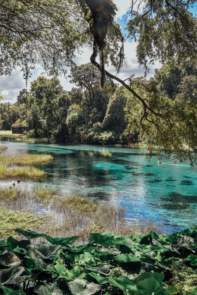 springs-in-florida-rainbow-springs