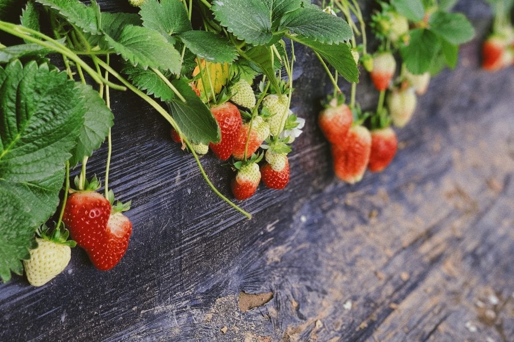 strawberry-shortcake-florida-foods