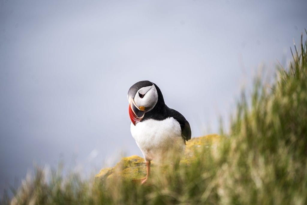 puffins-in-Iceland-Látrabjarg-Iceland
