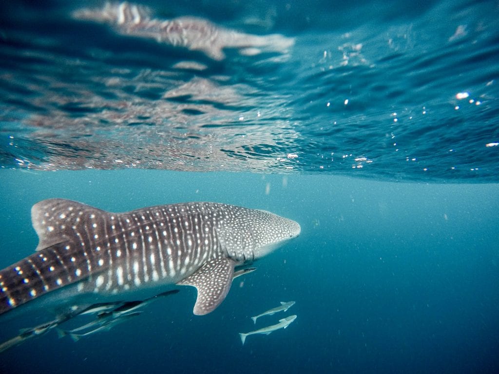 Isla-mujeres-mexico-whale-sharks