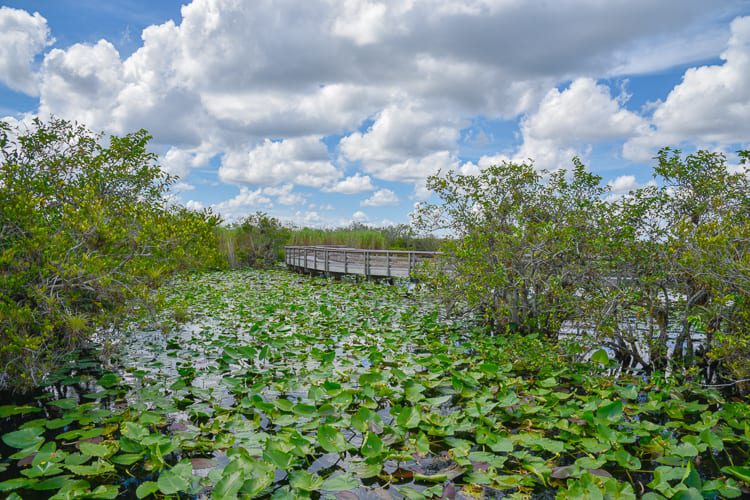 everglades-national-park