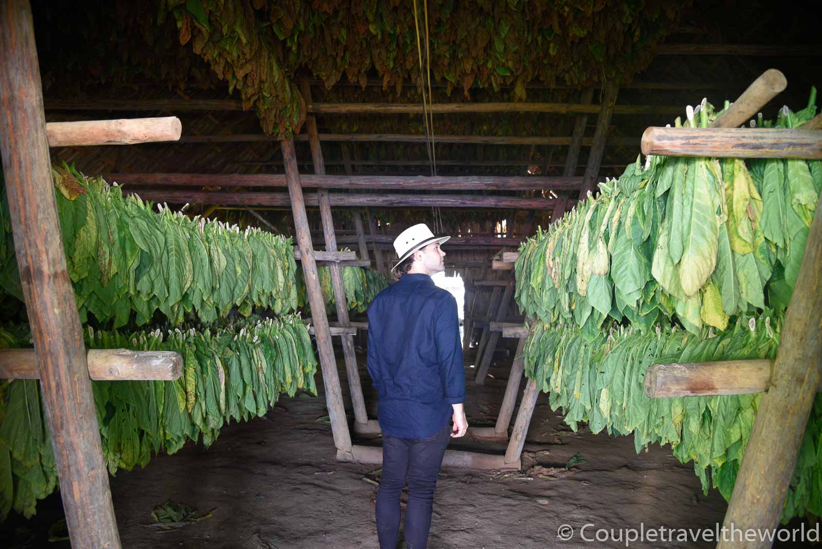 tobacco-drying-sheds