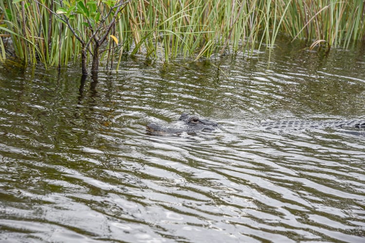 Are airboat tours safe? Any deaths?