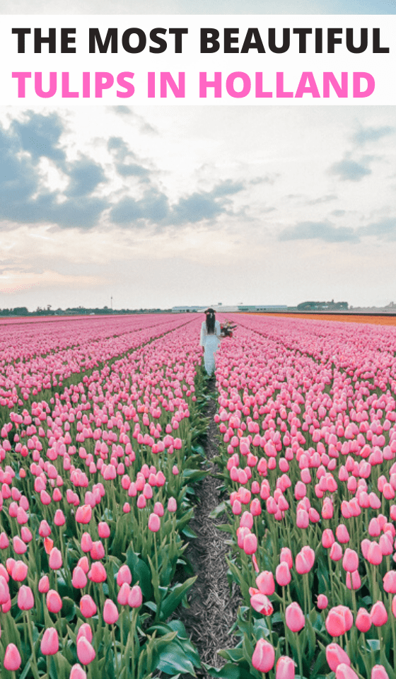 TULIPS-IN-HOLLAND