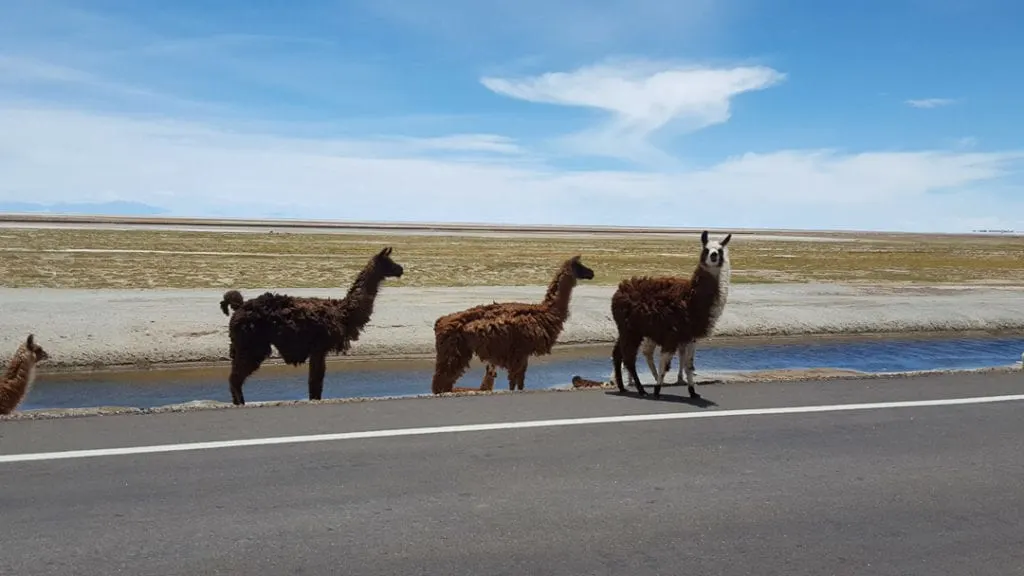 Uyuni to Calama Bus