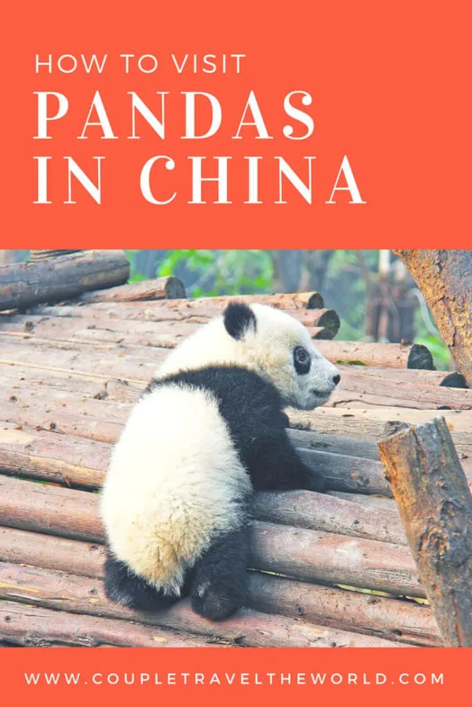 How to see Pandas in Chengdu