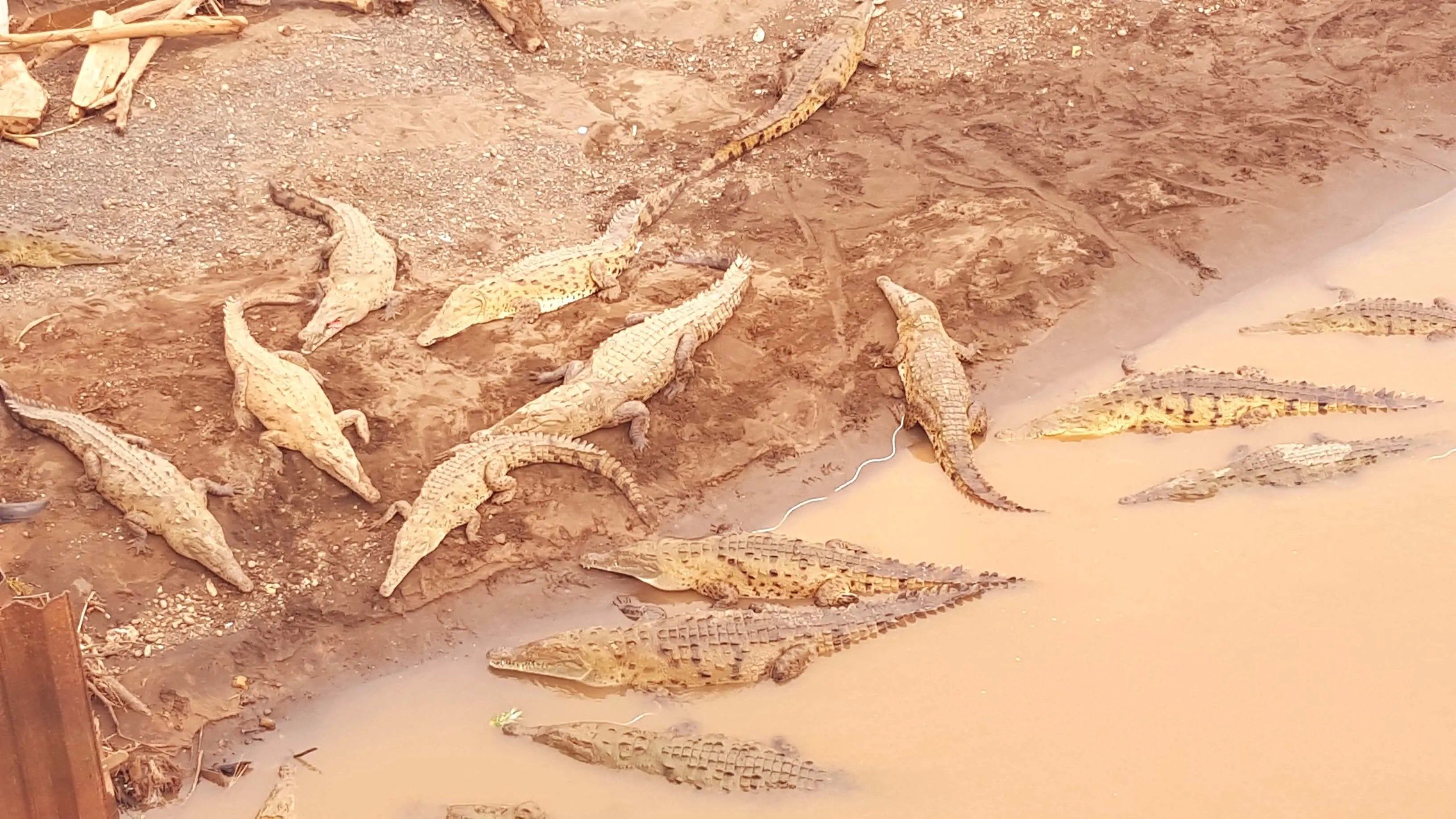 An image showing where to find crocodiles in Costa Rica at Rio Tarcoles bridge near Jaco