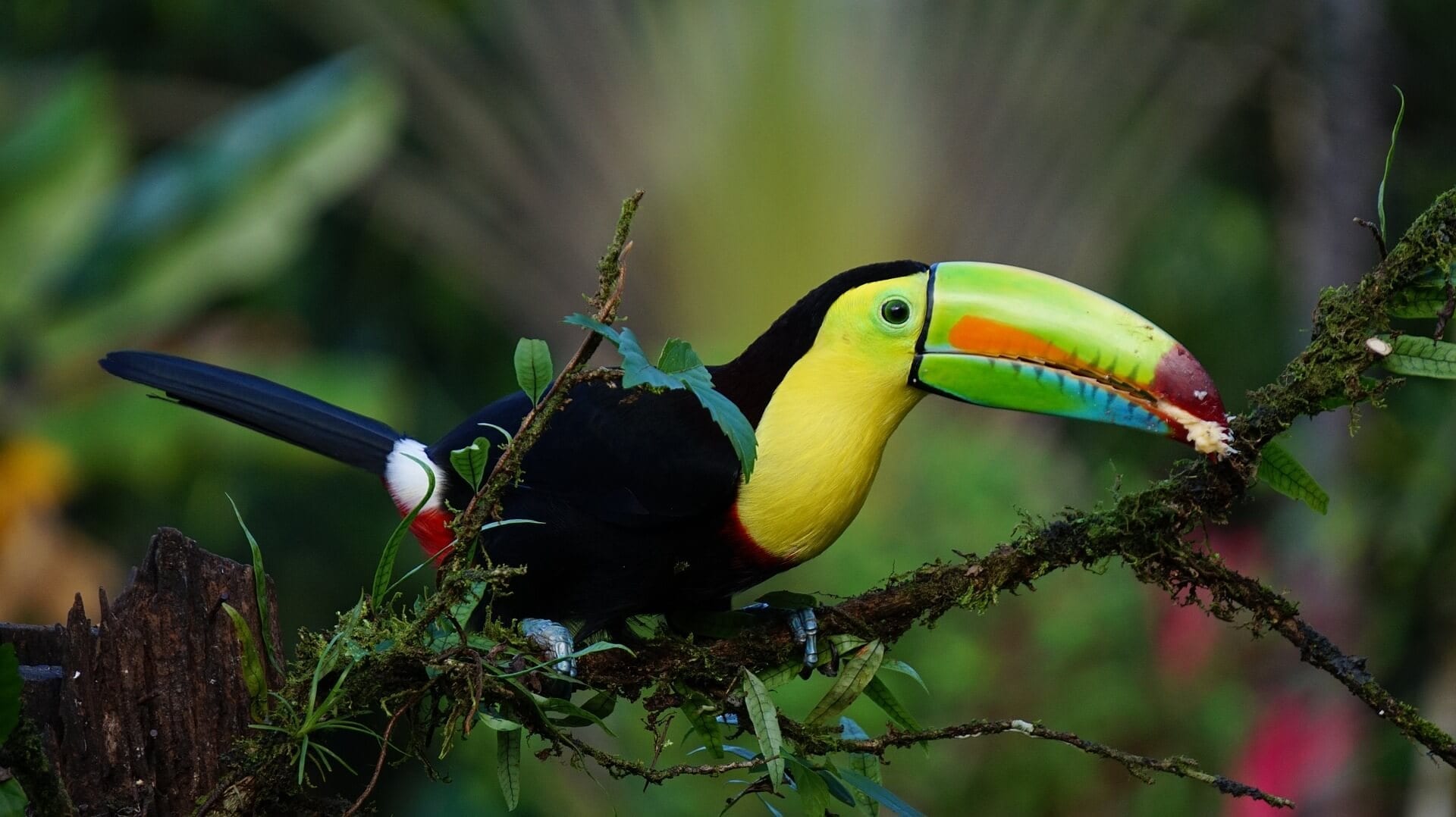 A toucan, one of the best things to see in Costa Rica