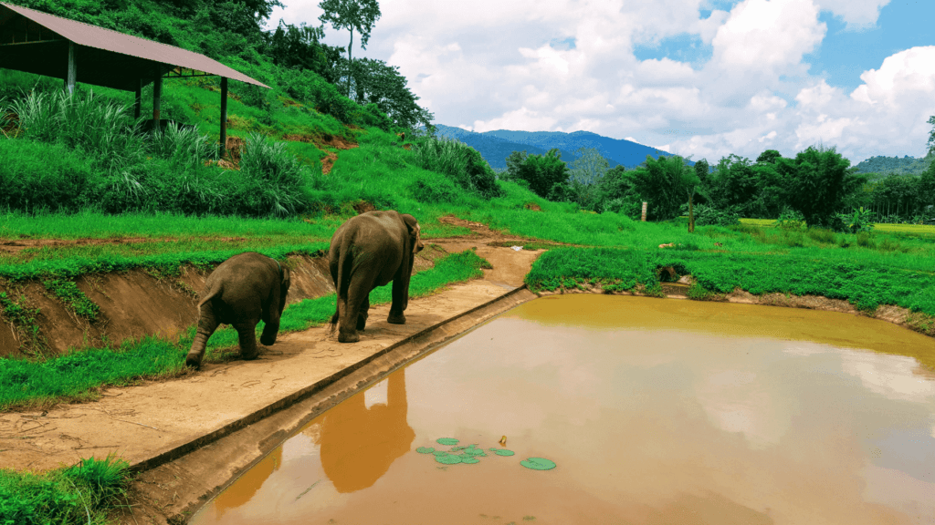 An-image-showing-a-mother-and-baby-elephant-at-Rantong-the-best-place-to-see-elephants-in-Chiang-Mai