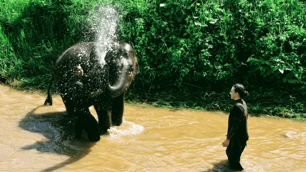 An-image-showing-bathing-with-the-elephants-at-Rantong-the-best-place-to-see-elephants-in-Chiang-Mai
