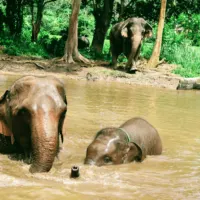 An-image-showing-the-best-place-to-see-elephants-in-chiang-mai