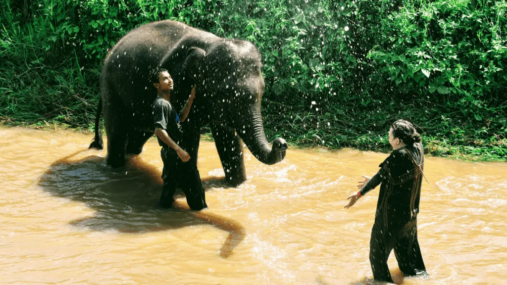 An-image-showing-the-best-place-to-see-elephants-in-Chiang-Mai