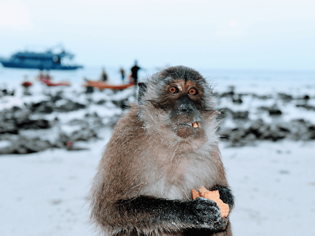 An-image-showing-the monkeys-on-Monkey-Island-near-koh-Phi-Phi