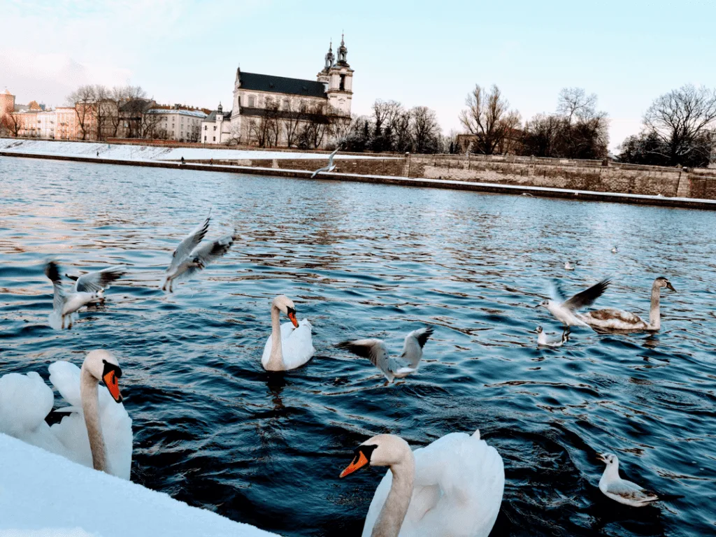 An-image-showing-things-to-do-in-krakow-Vistula-River