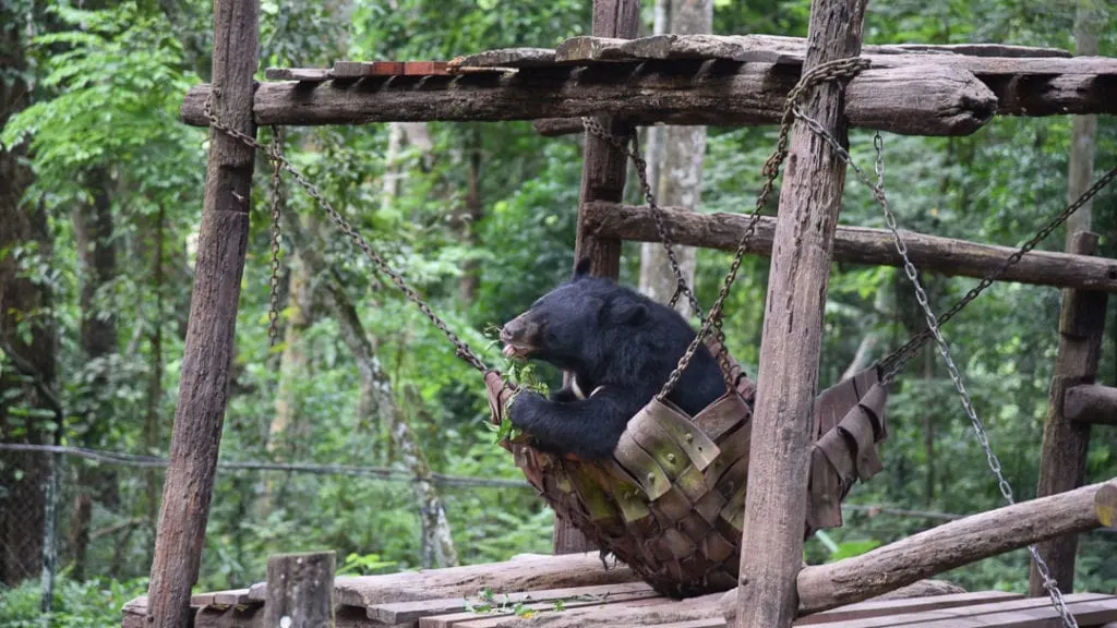 Bears at Kuang Si Falls