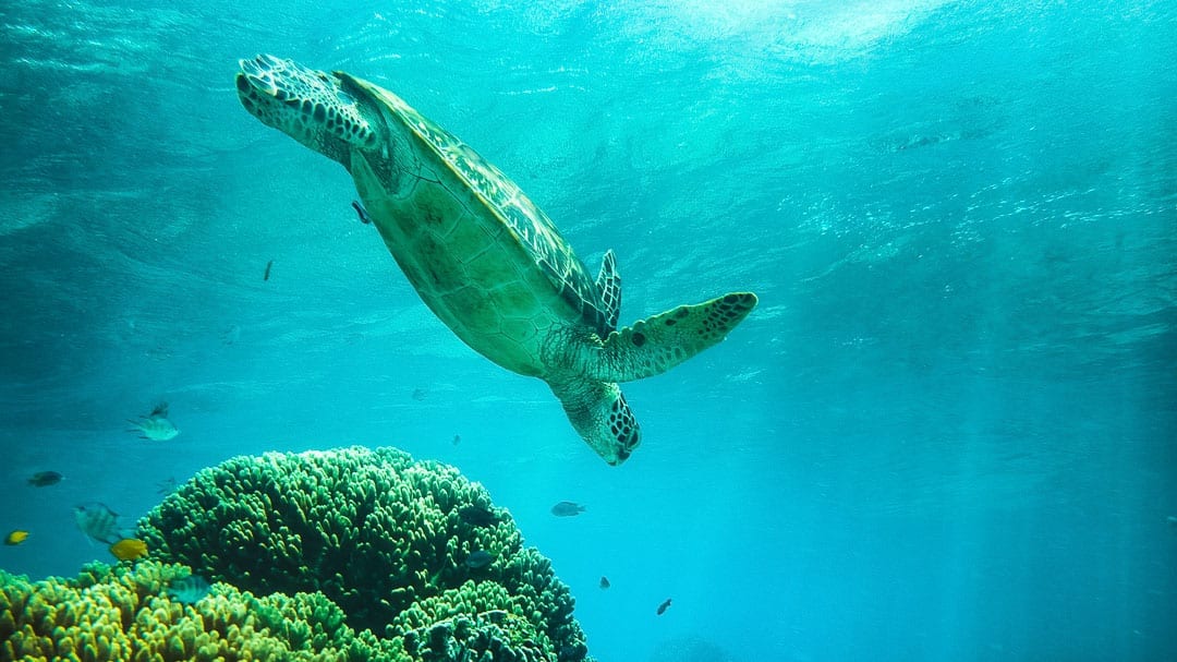 Turtle+Diving+at+Apo+Island+Philippines, Apo Island Turtles, Swim with turtles Apo Island, Swim with turtles Philippines, Philippines giant turtles