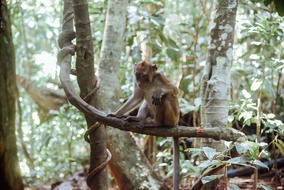 Monkey Underground River Palawan