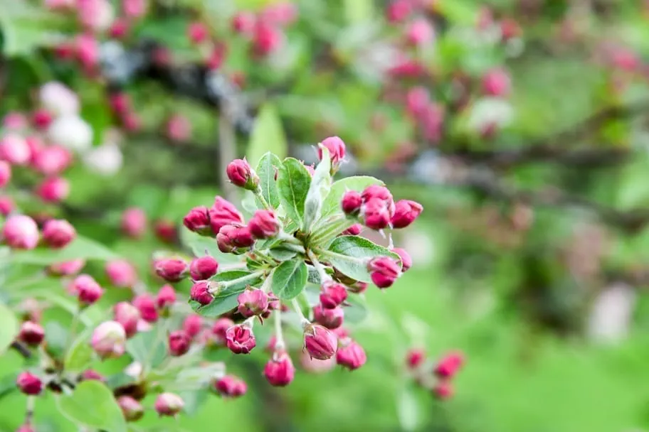 Flowers in Snowdonia camp ground