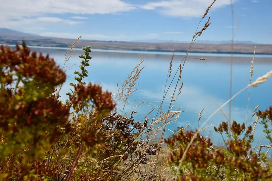 lake-tekapo, lake-tekapo-instagram, lake-tekapo-lupins