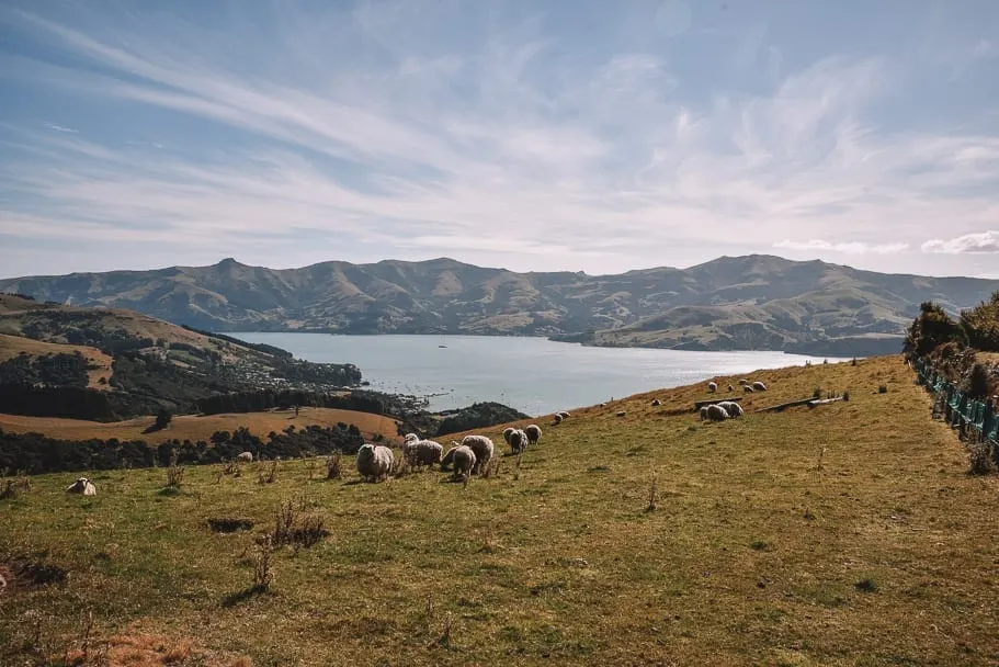 Akaroa-Heritage-Park, Akaroa, Things-to-do-Akaroa, Akaroa-Instagram, Akaroa-New-Zealand, Akaroa-Christchurch, Christchurch-day-trip, south-island-road-trip-itinerary, 2-week-new-zealand-itinerary, 7-day-south-island-itinerary