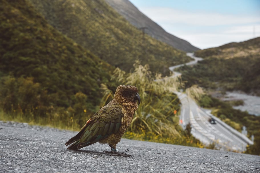 Kea-Bird-Otira-Viaduct-Lookout, on our epic 2 week New Zealand road trip (Day 3 South Island itinerary)