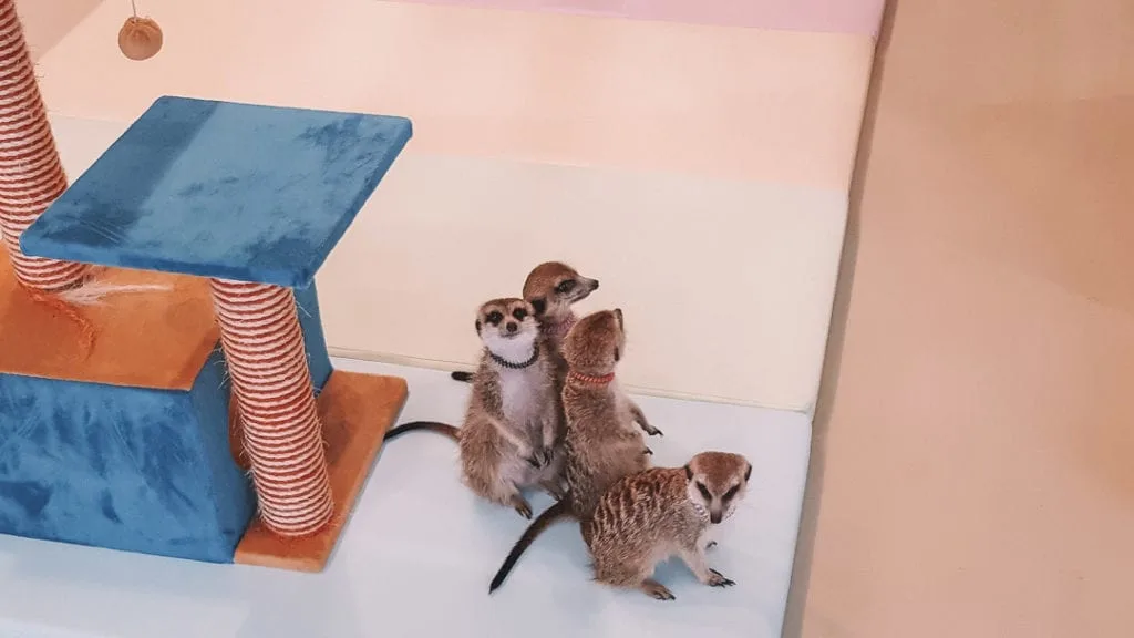 Our meerkat friends