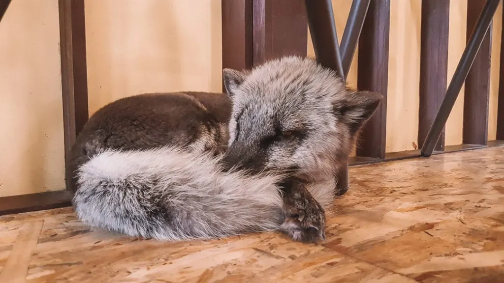 A sleepy arctic fox in the meerkat cafe seoul