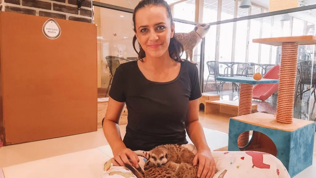 Play with meerkats at Meerkat Friends Seoul